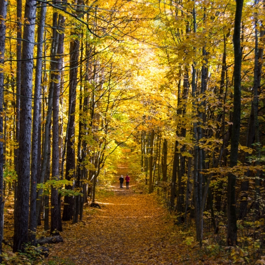 Forest Sustainability Fsc